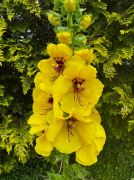 Verbascum creticum Walberton’s® Beeline™